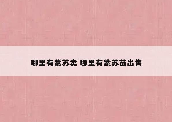 哪里有紫苏卖 哪里有紫苏苗出售